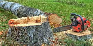 Best Tree Health Inspection  in Rockdale, TX
