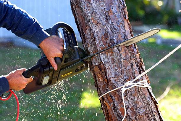 Best Arborist Consultation Services  in Rockdale, TX