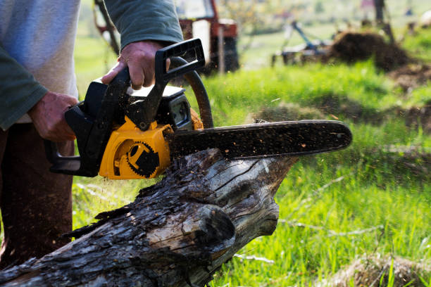 Lawn Pest Prevention in Rockdale, TX